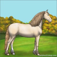 Horse Color:Buckskin Pearl Sabino 