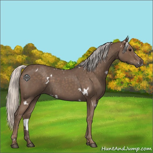 Horse Color:White Spotted Silver Blue Roan 