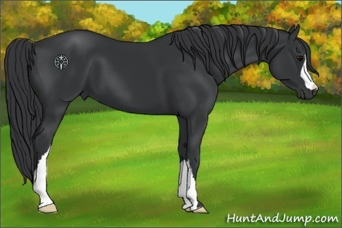 Horse Color:Black 