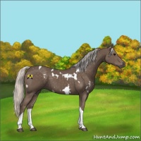 Horse Color:White Spotted Silver Black Tobiano 