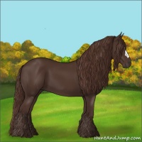 Horse Color:Liver Chestnut 