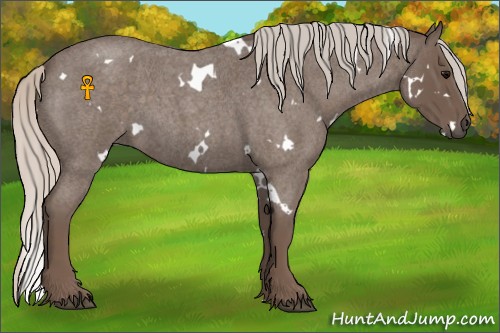 Horse Color:White Spotted Silver Blue Roan 
