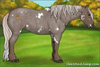 Horse Color:White Spotted Silver Blue Roan 