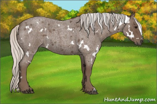 Horse Color:White Spotted Silver Blue Roan 