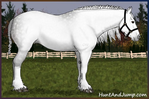 Horse Color:Gray White Spotted Bay