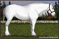 Horse Color:Gray White Spotted Bay 