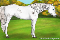 Horse Color:Liver Chestnut Sabino Splash Appaloosa  and Gray Liver Chestnut Sabino Splash Appaloosa 