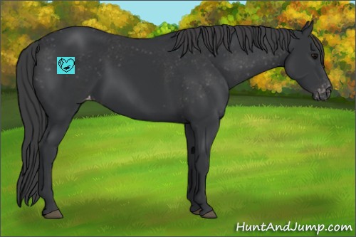 Horse Color:Black Appaloosa