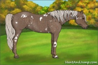 Horse Color:White Spotted Silver Blue Roan 