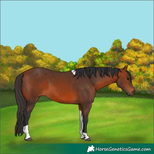 Horse Color:Bay Tobiano 