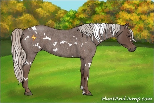 Horse Color:White Spotted Silver Blue Roan
