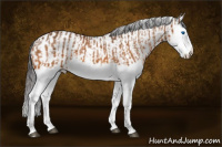 Horse Color:Buckskin Splash  and Buckskin Splash 