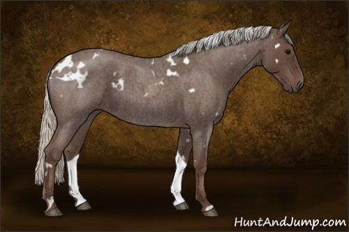 Horse Color:White Spotted Silver Blue Roan 