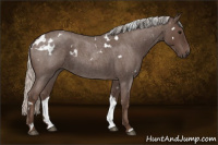 Horse Color:White Spotted Silver Blue Roan 
