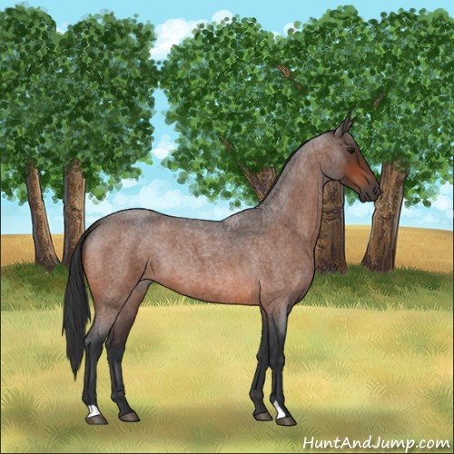 Horse Color:Bay Roan