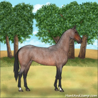 Horse Color:Bay Roan 