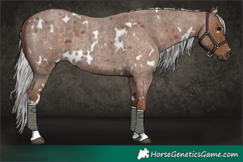 Horse Color:White Spotted Silver Blue Roan 