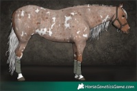 Horse Color:White Spotted Silver Blue Roan 