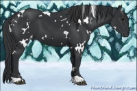 Horse Color:White Spotted Black