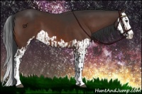 Horse Color:Bay Sabino Splash Appaloosa  and Bay Sabino Splash 