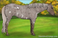 Horse Color:White Spotted Silver Blue Roan 