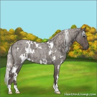 Horse Color:White Spotted Silver Blue Roan 