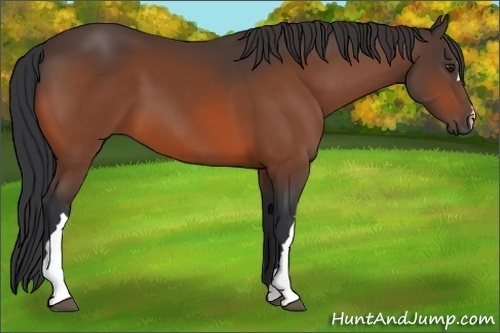 Horse Color:Brown 