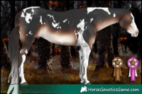 Horse Color:White Spotted Liver Chestnut Splash Tobiano 