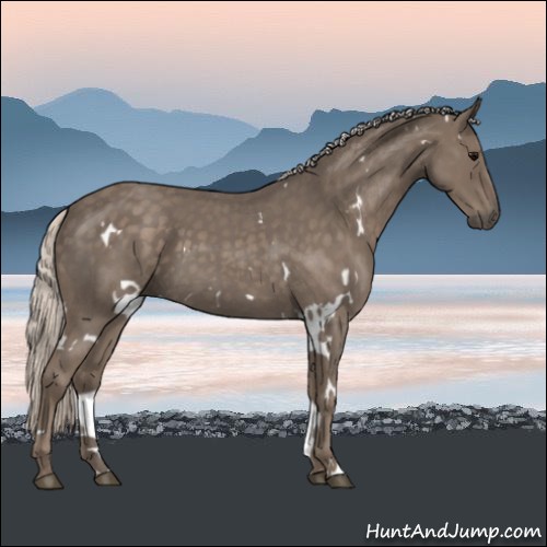 Horse Color:White Spotted Silver Blue Roan 