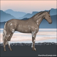 Horse Color:White Spotted Silver Blue Roan 