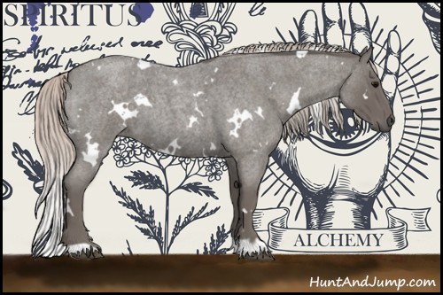 Horse Color:White Spotted Silver Blue Roan 