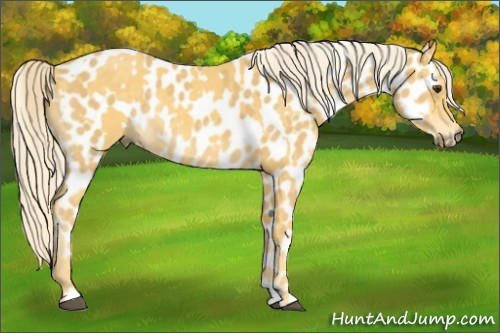Horse Color:Palomino  and Palomino Appaloosa 