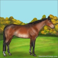 Horse Color:Bay  and Bay 