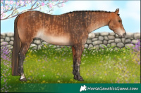 Horse Color:Chestnut  and Bay 