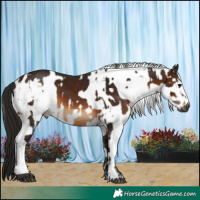 Horse Color:Gray Bay  and Gray Bay Sabino Rabicano 