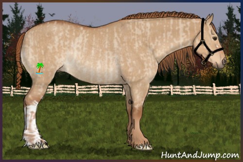 Horse Color:Red Dun Rabicano  and Red Dun Rabicano 