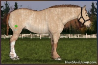 Horse Color:Red Dun Rabicano  and Red Dun Rabicano 