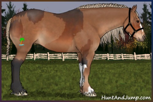 Horse Color:Bay and Chestnut