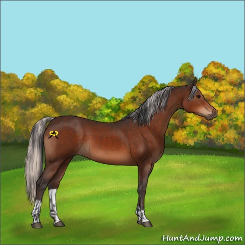 Horse Color:Bay  and Silver Bay 