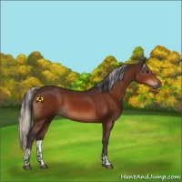 Horse Color:Bay  and Silver Bay 