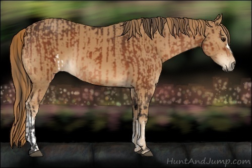Horse Color:Bay  and Chestnut 