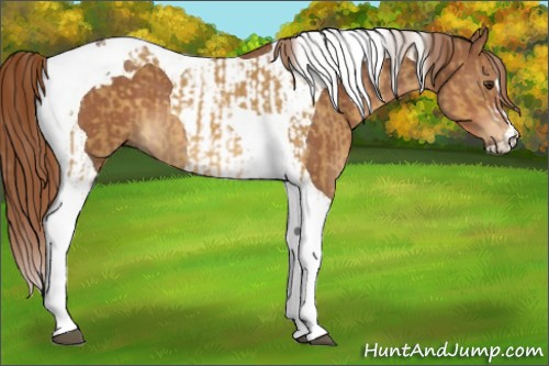 Horse Color:Palomino Tobiano  and Chestnut Tobiano 