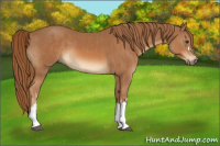 Horse Color:Chestnut and Chestnut