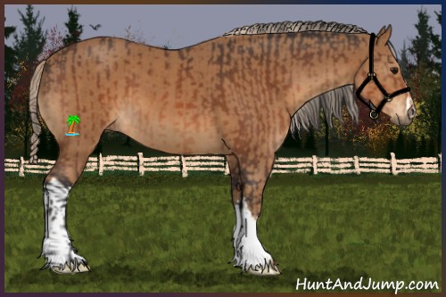 Horse Color:Bay  and Chestnut 