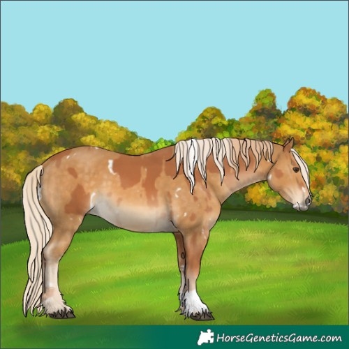 Horse Color:Chestnut  and White Spotted Palomino Mushroom 