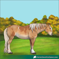 Horse Color:Chestnut and White Spotted Palomino Mushroom