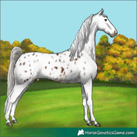 Horse Color:Chocolate Palomino Mushroom Appaloosa  and Liver Chestnut Mushroom Appaloosa 