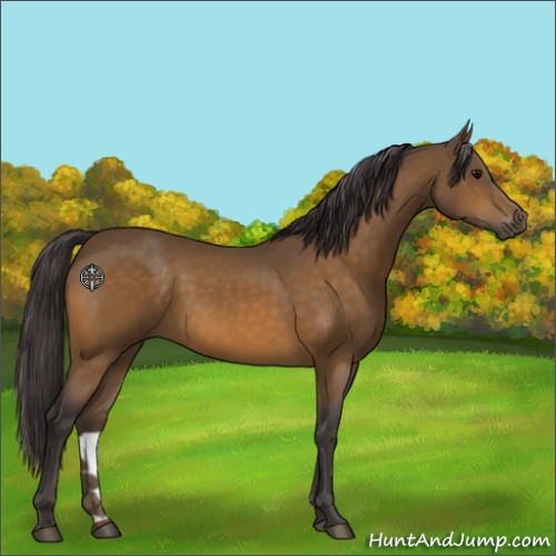 Horse Color:Buckskin 