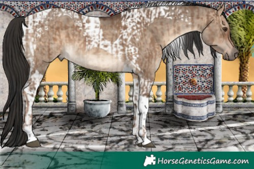 Horse Color:Liver Red Dun Tobiano and Brown Dun Tobiano
