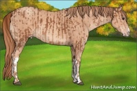Horse Color:Chestnut  and Gold Champagne 